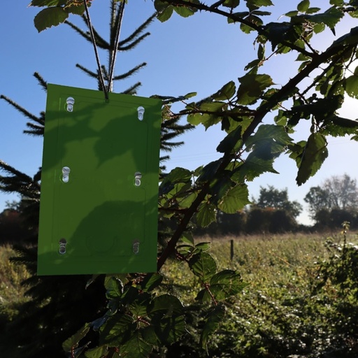STV  Plum Maggot Trap - Twinpack