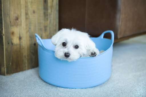 Red  Gorilla - Gorilla Tubs & Recycled Black Tubs - Small Shallow 15L- Sky Blue